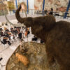 fotografie z alba Concert under the mamuth